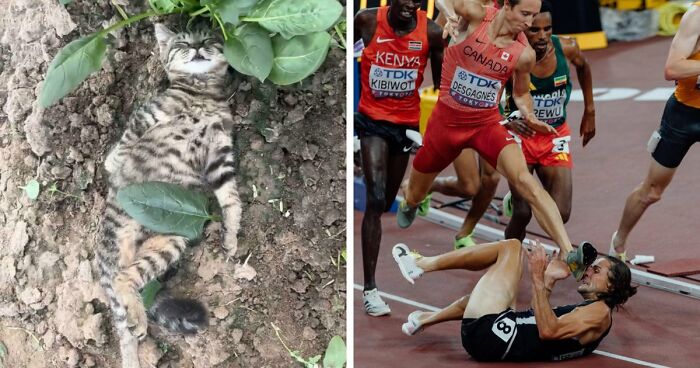 111 Times People Took A Photograph Only To Realize They’d Captured A Renaissance Masterpiece (New Pics)