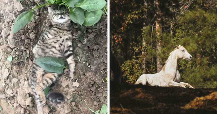 111 Times People Took A Photograph Only To Realize They’d Captured A Renaissance Masterpiece (New Pics)