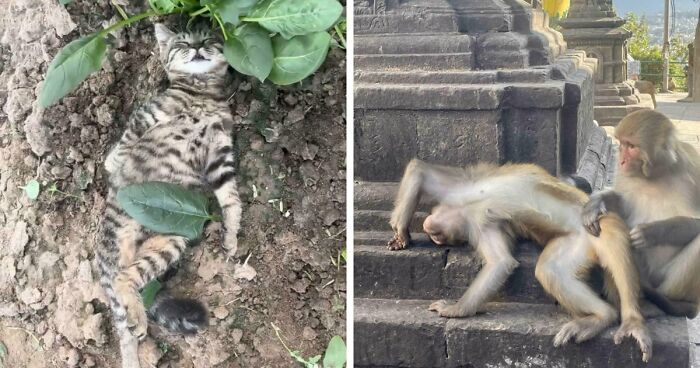 111 Times People Took A Photograph Only To Realize They’d Captured A Renaissance Masterpiece (New Pics)