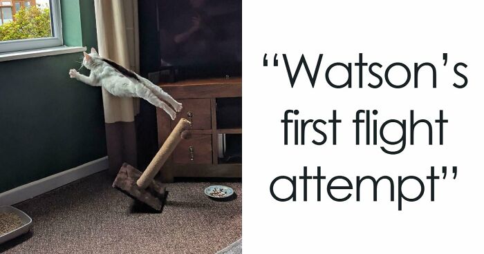 111 Times People Took A Photograph Only To Realize They’d Captured A Renaissance Masterpiece (New Pics)