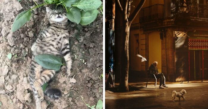 111 Times People Took A Photograph Only To Realize They’d Captured A Renaissance Masterpiece (New Pics)