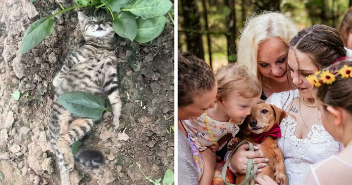 111 Times People Took A Photograph Only To Realize They’d Captured A Renaissance Masterpiece (New Pics)