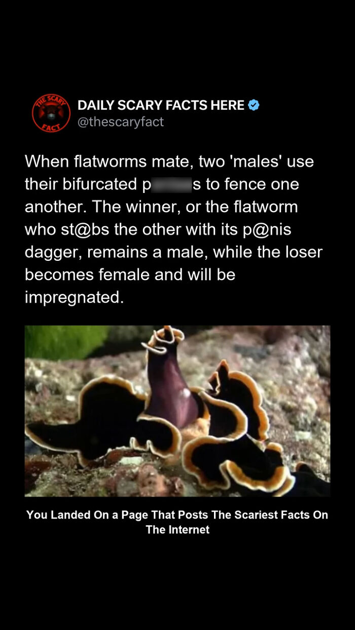 Post from Daily Scary Facts explaining flatworm mating behavior with image of two flatworms in nature.