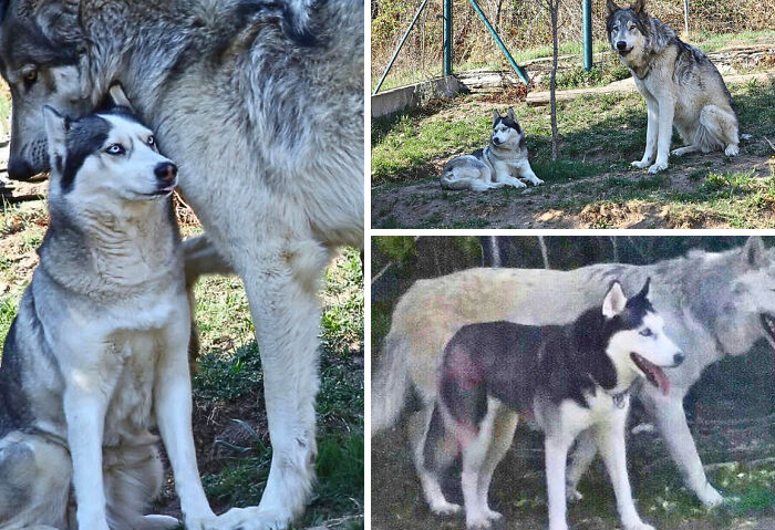 Husky and wolf interacting closely in a natural outdoor setting, showcasing strange Earth animal behaviors.