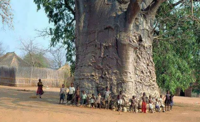 Children holding hands around an enormous baobab tree trunk in a strange earth landscape showing unusual natural wonders.