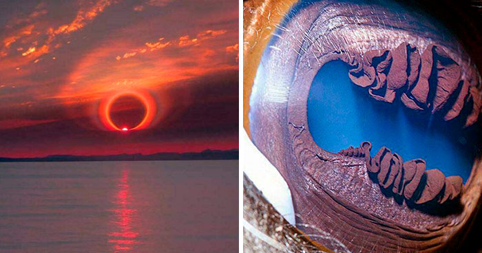 ‘Strange Earth’: 70 Wild Things That Are Hard To Believe Actually Happened (New Pics)