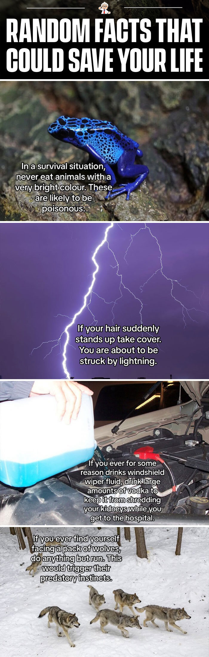 Survival facts with bright animals, lightning safety, toxic fluid tips, and wolf encounter advice from worldwide interesting facts.