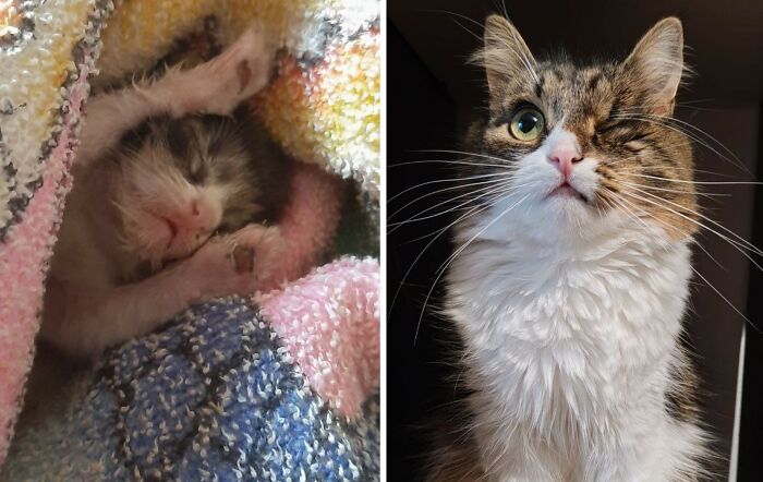 30 Adorable “Then And Now” Cat Photos That Show Just How Fast Our Little Furballs Grow Up