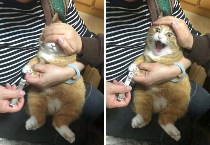 40 Hilarious Cat Moments Caught On Camera, As Shared By “Important Animal Images” (New Pics)