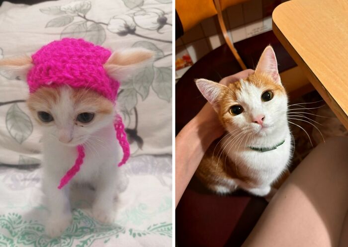 30 Adorable “Then And Now” Cat Photos That Show Just How Fast Our Little Furballs Grow Up