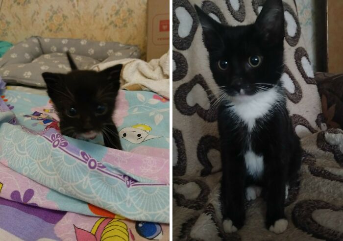 30 Adorable “Then And Now” Cat Photos That Show Just How Fast Our Little Furballs Grow Up