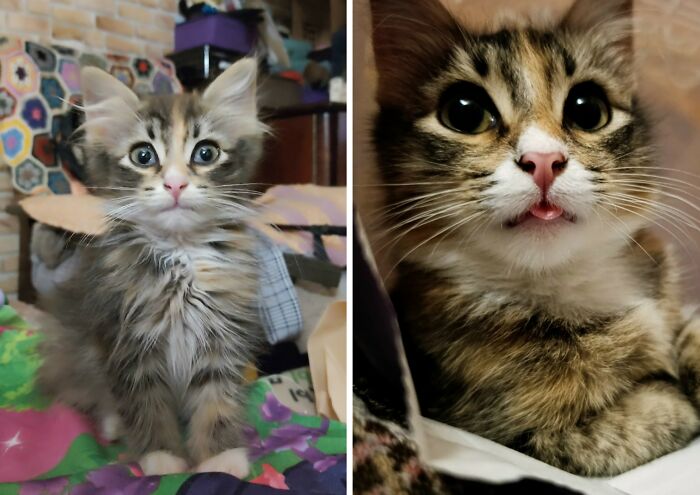 30 Adorable “Then And Now” Cat Photos That Show Just How Fast Our Little Furballs Grow Up