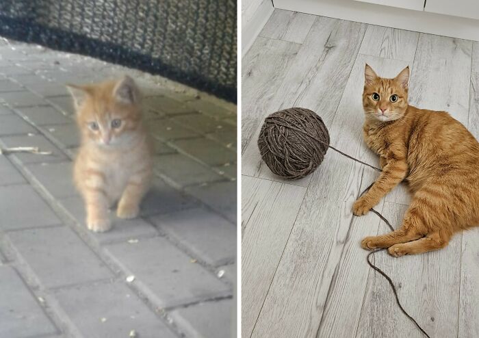 30 Adorable “Then And Now” Cat Photos That Show Just How Fast Our Little Furballs Grow Up