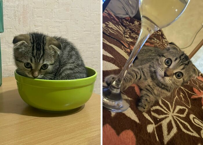 30 Adorable “Then And Now” Cat Photos That Show Just How Fast Our Little Furballs Grow Up