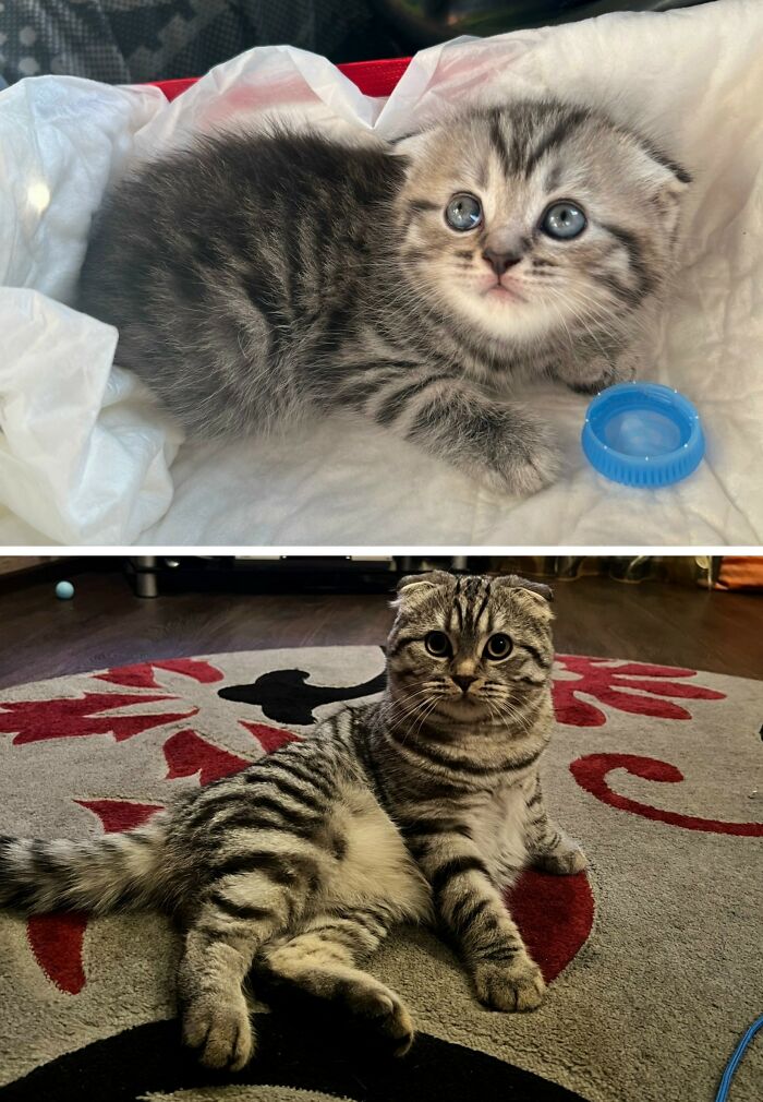 30 Adorable “Then And Now” Cat Photos That Show Just How Fast Our Little Furballs Grow Up