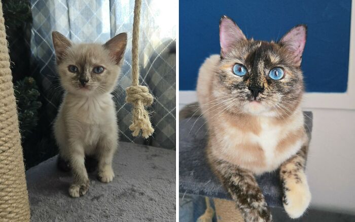 30 Adorable “Then And Now” Cat Photos That Show Just How Fast Our Little Furballs Grow Up