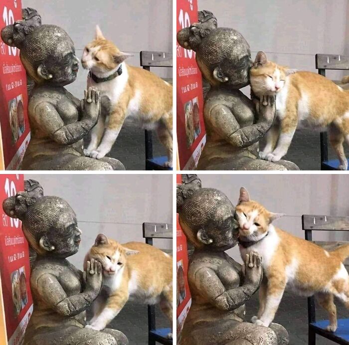 40 Hilarious Cat Moments Caught On Camera, As Shared By “Important Animal Images” (New Pics)