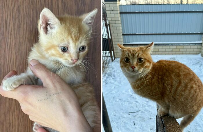 30 Adorable “Then And Now” Cat Photos That Show Just How Fast Our Little Furballs Grow Up