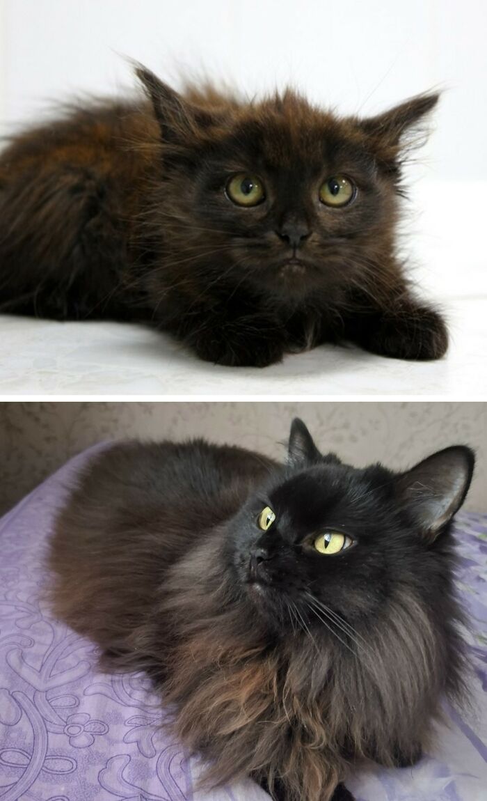 30 Adorable “Then And Now” Cat Photos That Show Just How Fast Our Little Furballs Grow Up