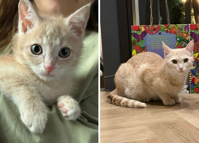30 Adorable “Then And Now” Cat Photos That Show Just How Fast Our Little Furballs Grow Up