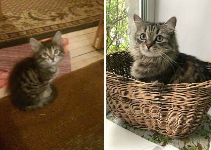 30 Adorable “Then And Now” Cat Photos That Show Just How Fast Our Little Furballs Grow Up