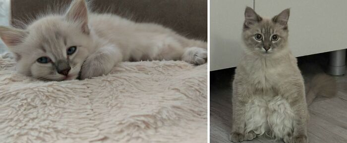30 Adorable “Then And Now” Cat Photos That Show Just How Fast Our Little Furballs Grow Up