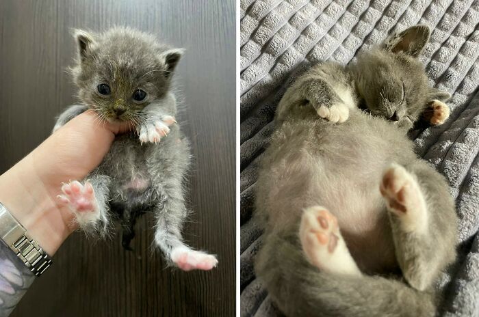 30 Adorable “Then And Now” Cat Photos That Show Just How Fast Our Little Furballs Grow Up