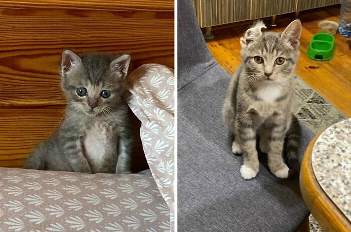 30 Adorable “Then And Now” Cat Photos That Show Just How Fast Our Little Furballs Grow Up