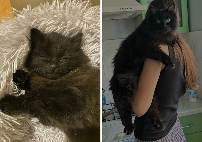 30 Adorable “Then And Now” Cat Photos That Show Just How Fast Our Little Furballs Grow Up