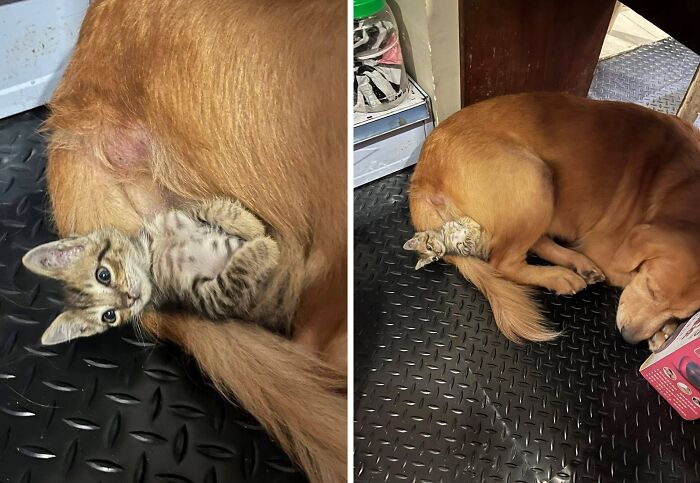 40 Hilarious Cat Moments Caught On Camera, As Shared By “Important Animal Images” (New Pics)