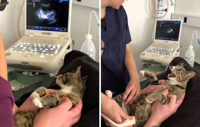 This Instagram Page Shares Random Cat Photos That Will Convince You To Get One (51 Pics)