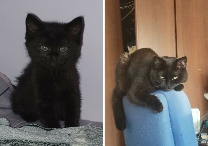 30 Adorable “Then And Now” Cat Photos That Show Just How Fast Our Little Furballs Grow Up