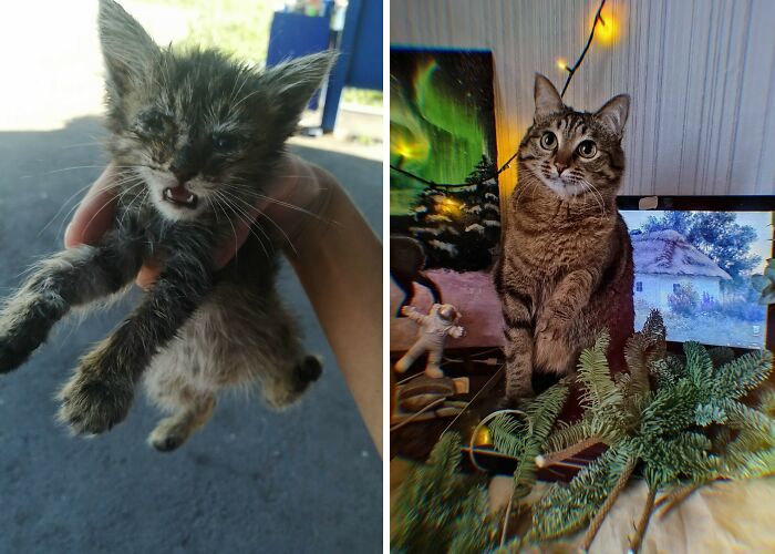 30 Adorable “Then And Now” Cat Photos That Show Just How Fast Our Little Furballs Grow Up