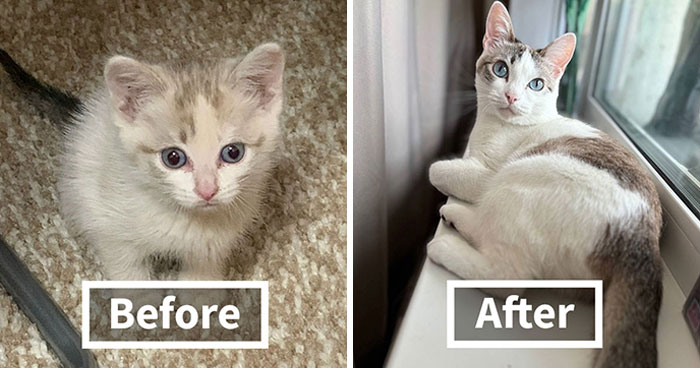 “Cat Grows”: 30 Adorable Side-By-Side Comparisons Of Cats Now And When They Were Little