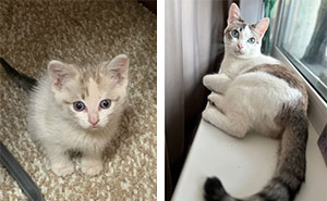 “Cat Grows”: 30 Adorable Side-By-Side Comparisons Of Cats Now And When They Were Little