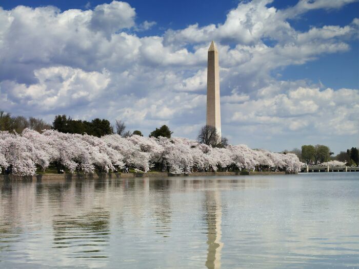 Washington Monument surrounded by cherry blossoms reflecting on water, a popular iconic landmark with many myths.