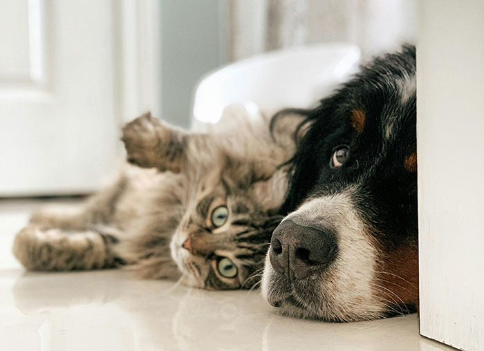 A curious cat and a calm dog lying side by side indoors, capturing an eerie and odd moment with unexplained expressions.