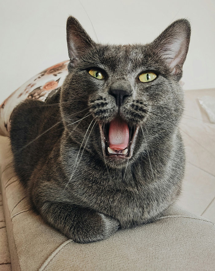 Gray cat with yellow eyes sitting and yawning, evoking eerie and odd stories about unexplained experiences.