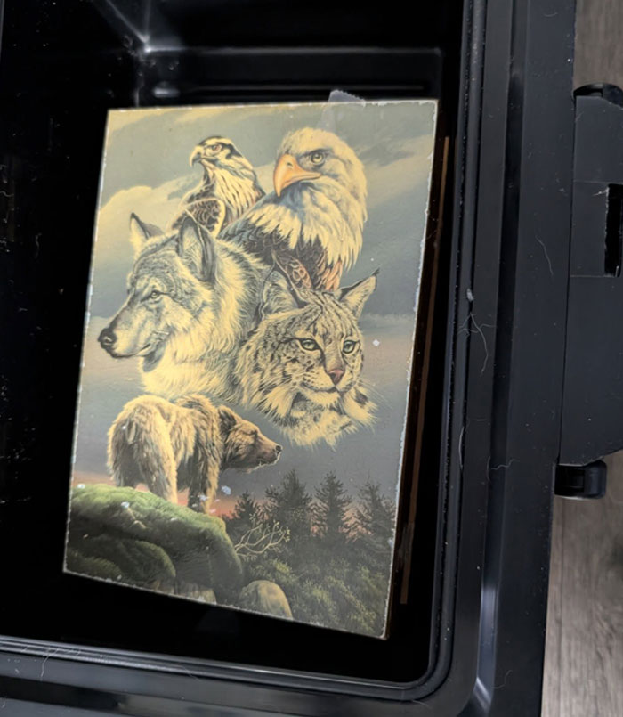 Artwork depicting a wolf, bobcat, bear, hawk, and eagle, related to eerie and unexplained stories about people.