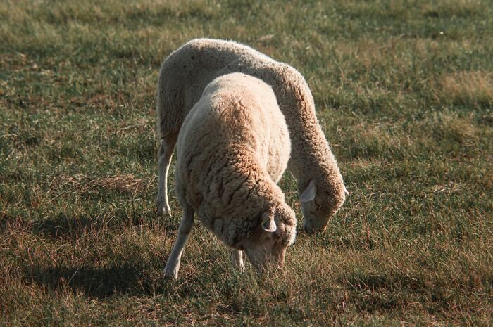 Two sheep grazing closely together in a sunlit grassy field, illustrating natural calmness and rural life.