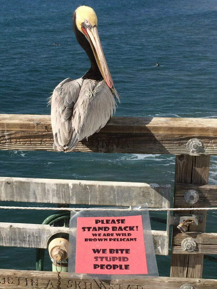 Brown pelican perched on wooden railing near ocean with a funny warning sign about wild pelicans biting people.