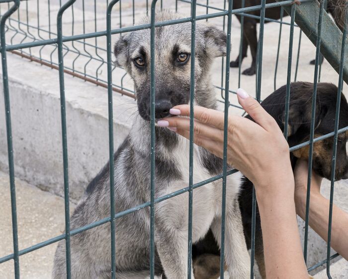 Person showing kindness to a dog inside a cage, contrasting with the theme of nasty behavior and disappointment.