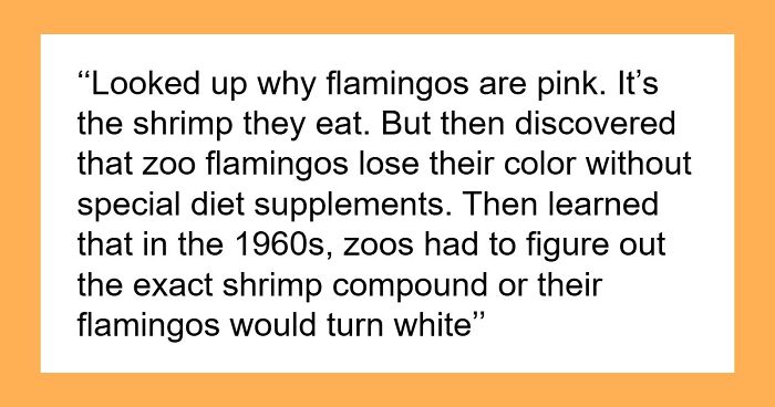 39 People Share The Most Interesting Rabbit Holes They’ve Ever Been Down