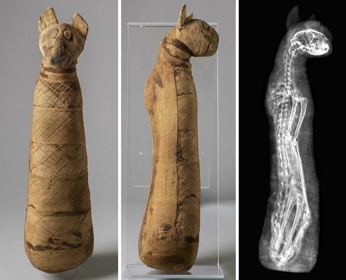 Antique Egyptian cat mummy showing front, side, and X-ray views, an almost perfectly preserved historical item.
