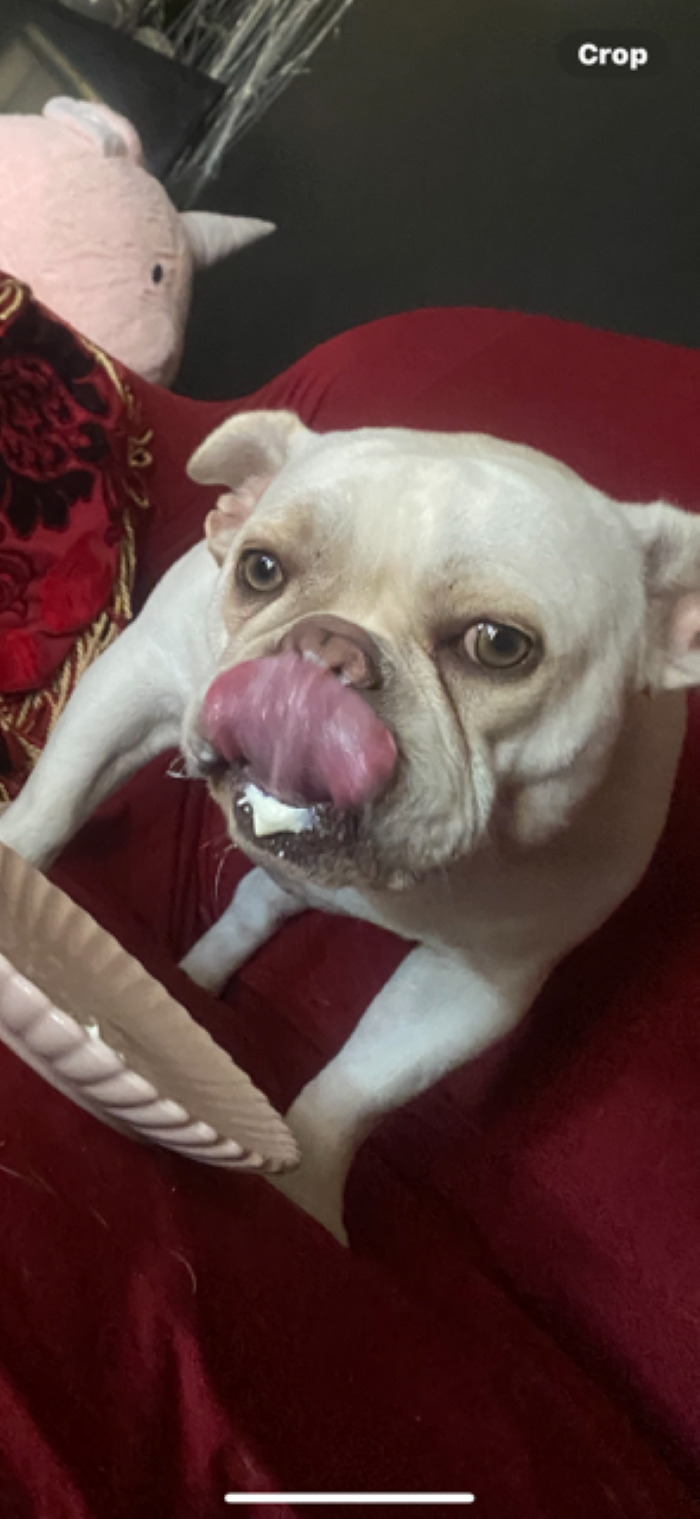 Little Falcor Licking His Nose When Really It's On His Bottom Lip (And Yes, I Know It's Not A Cat, But He Acts Like One. Trust Me) He's Eating Yogurt Hehehe