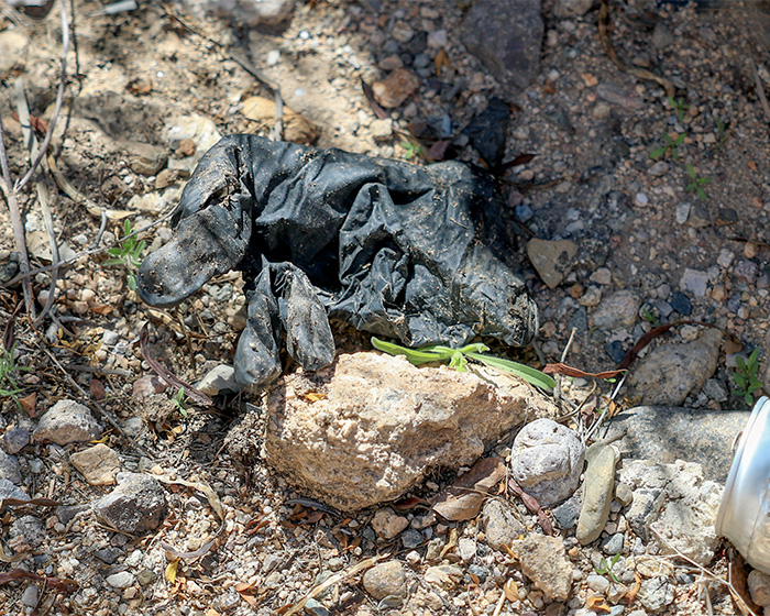 Worn black glove lying on rocky ground with small green lizard nearby in the Nancy Guthrie case mystery.