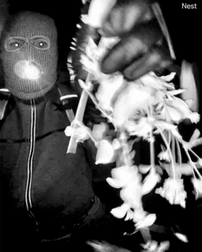 Person wearing a ski mask holding white flowers in a dark setting related to FBI analysis of Nancy Guthrie case.