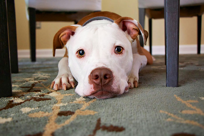 Sad dog lying on carpet under table, illustrating neglectful owner dog health problems in a home setting.