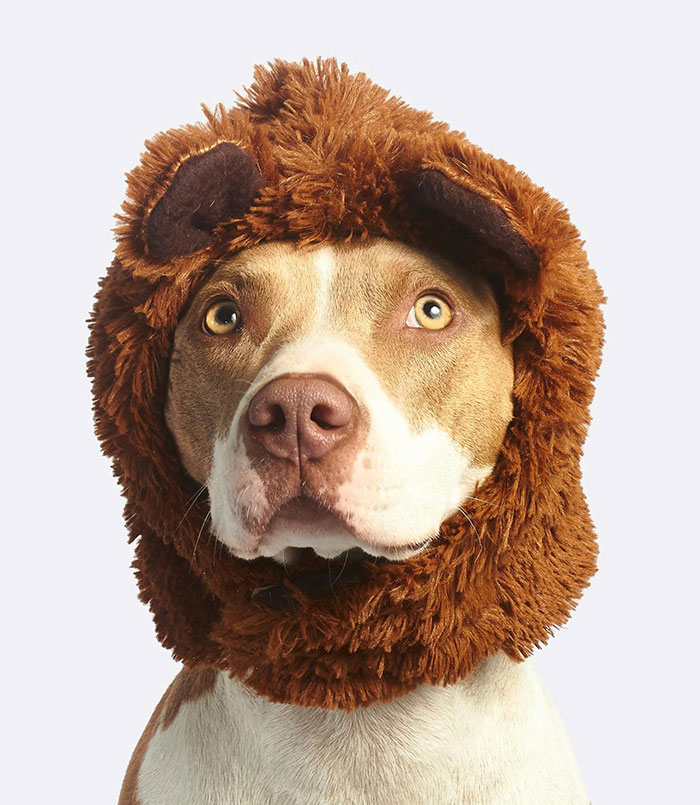 Dog wearing a lion mane costume looking calm, highlighting issues related to neglectful owner dog health problems.