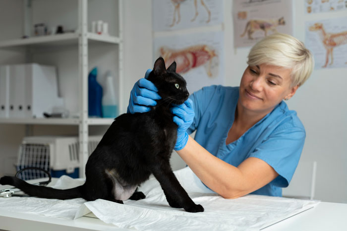 Veterinarian in blue scrubs gently examining a black stray cat before neutering at a veterinary clinic.